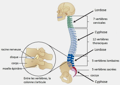 colonne-vertebrale-osteopathe-a-versailles-78